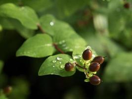 estati fiori nel il giardino foto