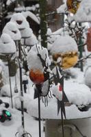 neve nel il giardino foto