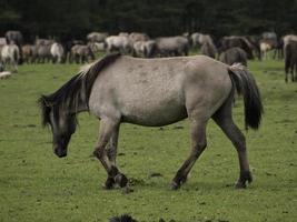 cavalli selvaggi in Westfalia foto