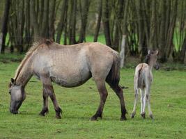 largo cavalli mandria nel Germania foto