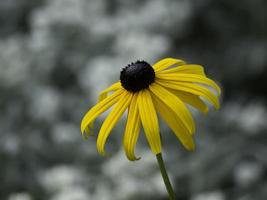 bellissimo flowrs nel il giardino foto