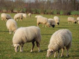 pecora mandria nel Germania foto