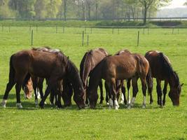 cavalli nel il Tedesco Münsterland foto