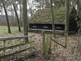 pecore su un' campo nel westfalia foto