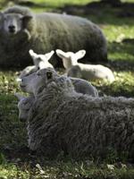 pecore su un' campo nel westfalia foto