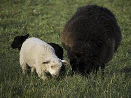 pecore su un prato in germania foto