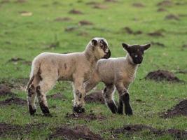 pecore e agnelli nel westfalia foto