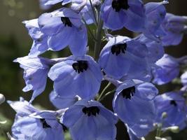 bellissimo flowrs nel il giardino foto