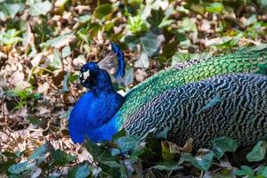 bellissimo pavone uccello foto