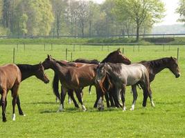 cavalli nel il Tedesco Münsterland foto