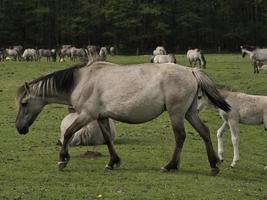 selvaggio cavalli su un' prato nel westfalia foto