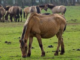 cavalli selvaggi nel muensterland tedesco foto