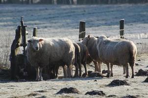 agnelli e pecore nel westfalia foto