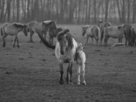 cavalli selvaggi in Westfalia foto