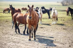 enorme mandria di cavalli nel campo. razza di cavallo da tiro bielorusso. simbolo di libertà e indipendenza foto