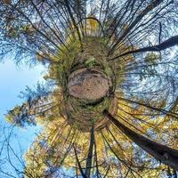 minuscolo pianeta trasformazione del panorama sferico a 360 gradi. vista aerea astratta sferica nella foresta autunnale con rami goffi in autunno dorato. curvatura dello spazio. foto