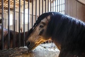 Marrone cavallo con un' nero criniera passeggiate dietro a il recinto foto