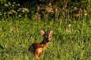 selvaggio capriolo cervo foto