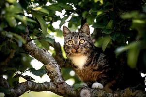 carino gatto in attesa su qualcosa foto