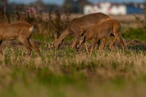 selvaggio capriolo cervo foto