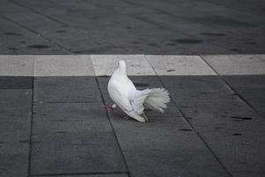 simbolo di speranza e pace. bianca colomba su un' pavimentata sentiero, selettivo messa a fuoco. foto
