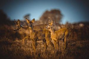 selvaggio capriolo cervo foto