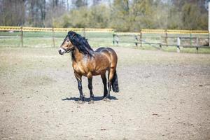 bellissimo Marrone cavallo con un' nero criniera passeggiate dietro a il recinto foto