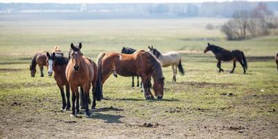 enorme mandria di cavalli nel campo. razza di cavallo da tiro bielorusso. simbolo di libertà e indipendenza foto