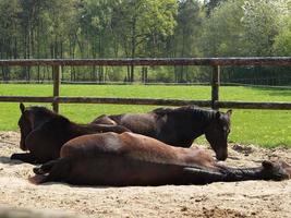 cavalli nel il Tedesco Münsterland foto