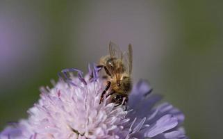 vicino su di un' miele ape seduta su un' viola fiore guardare per polline. il ape è pieno di il giro polline. il sfondo è verde e viola. foto