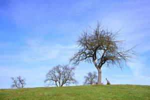 spoglio, nodose Mela alberi In piedi nel un' prato contro un' blu cielo con nuvole nel Baviera foto