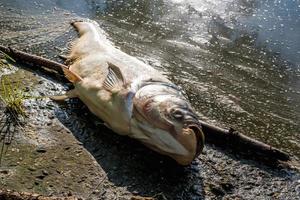 morto marcio pesce su riva di inquinata lago. ecologico disastro e pestilenza di argento carpa foto