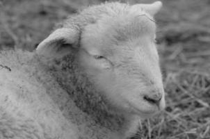 pecore su un prato foto