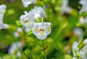 torània fiori fioritura nel il giardino foto