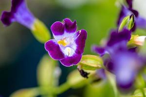 torània fiori fioritura nel il giardino, viola fiore. foto