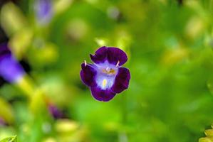 torània fiori fioritura nel il giardino, viola fiore. foto