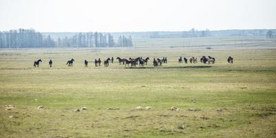 enorme mandria di cavalli nel campo. razza di cavallo da tiro bielorusso. simbolo di libertà e indipendenza foto