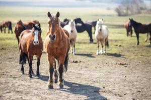 enorme mandria di cavalli nel campo. razza di cavallo da tiro bielorusso. simbolo di libertà e indipendenza foto