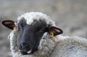 pecore a inverno tempo foto