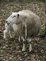 pecore su un' campo nel westfalia foto