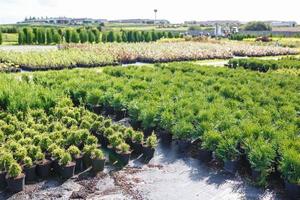 filari di giovani conifere in serra con molte piante in piantagione foto