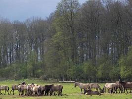 cavalli selvaggi nel muensterland tedesco foto