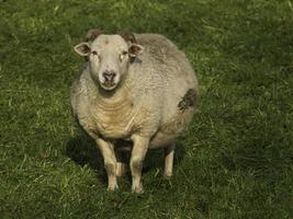 agnelli e pecore nel westfalia foto