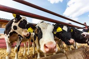 bestiame mucca azienda agricola. mandria di nero bianca mucche siamo guardare a il telecamera con interesse. allevamento mucche nel gratuito animale allevamento. stalla foto