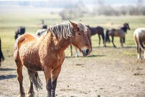 enorme mandria di cavalli nel campo. razza di cavallo da tiro bielorusso. simbolo di libertà e indipendenza foto