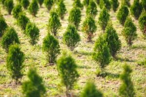 filari di giovani conifere in serra con molte piante in piantagione foto