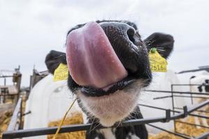 il vitello divertente mostra la lingua rosa. allevamento di mucche. vitello bianco nero guarda la telecamera con interesse. stalla foto