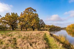 bellissimo paesaggio nel quercia boschetto con goffo rami vicino fiume nel oro autunno foto