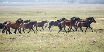 enorme mandria di cavalli nel campo. razza di cavallo da tiro bielorusso. simbolo di libertà e indipendenza foto