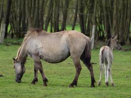 largo cavalli mandria nel Germania foto